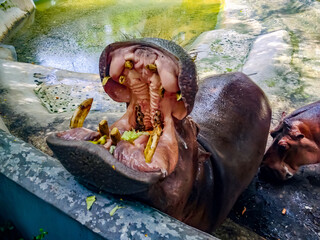 Fototapeta premium Hippopotamus Eating Near a River