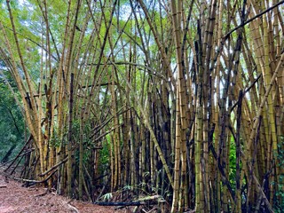 Bambu gigante numa trilha no meio da floresta,