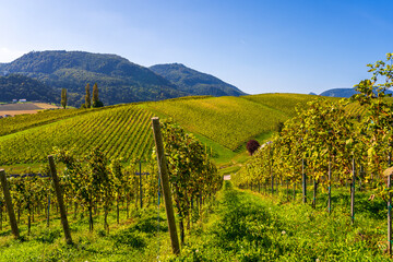Fototapeta na wymiar Slovenia - a view of famous vineyard in Skalce, Slovenske Konjice. Scenic, panoramic view of vineyards in sunny day