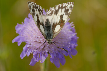 Butterfly on s purple wildflower.