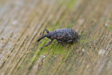 Closeup on a tiny weevil , the snout master, Dorytomus longimanus sitting on wood