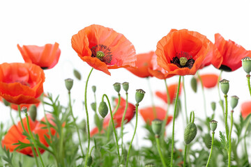 Naklejka premium Vibrant Red Poppies in Bloom