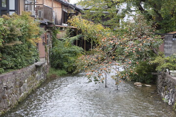 Kyoto, Japan: Beautiful view of Gion Shirakawa River, Kyoto in autumn. High quality photo