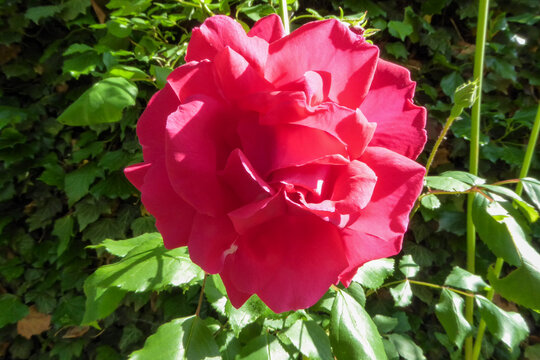 Exquisite Beauty Unveiled : A Captivating Aerial Close-Up of the Elbflorenz Rose Blossom , Showcasing its Enchanting Petals in Full Bloom . Redish Pinkish Rose Colors  in front of green background .