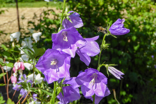 Intricate Beauty Unveiled : A Captivating Encounter Between a Lilac Peach-Leaved Bellflower and a Modest Sand Bee , Engaging in a Pollen Quest . Bee encounters violet flower blossom at high speed .