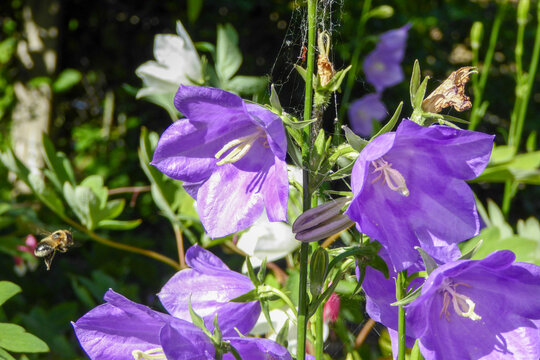 Intricate Beauty Unveiled : A Captivating Encounter Between a Lilac Peach-Leaved Bellflower and a Modest Sand Bee , Engaging in a Pollen Quest . Bee encounters violet flower blossom .