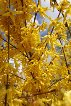 Vibrant Yellow Forsythia Flowers in Full Bloom at the Beginning of Spring . Some white clouds and blue sky in the background . Bright midday sun shines from above along the plant branches .