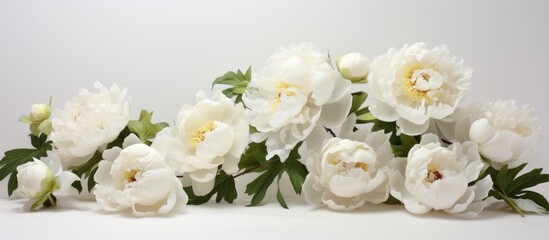 Fototapeta na wymiar A group of white peonies is displayed against a plain white backdrop. The flowers are elegantly arranged, showcasing their delicate petals and green stems.