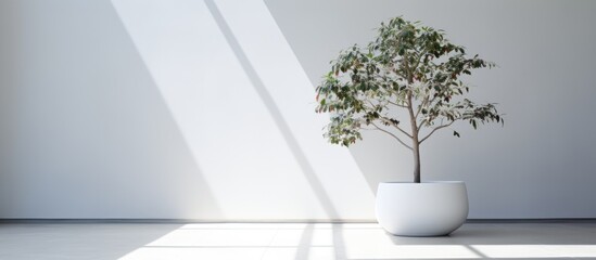 A small bon tree is planted in a white concrete vase, creating a simple and elegant decoration in a hallway.