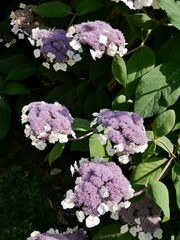 Hydrangea macrophylla ou Hortensia