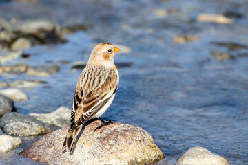 Snow bunting (Plectrophenax nivalis) standing on the rock by the coast of the Baltic Sea during the migration to the north. Estonia, Northern Europe