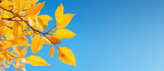 Obraz premium A tree branch with yellow leaves stands out against the clear blue sky. The leaves create a bright contrast against the deep blue background, adding a touch of color to the scenery.