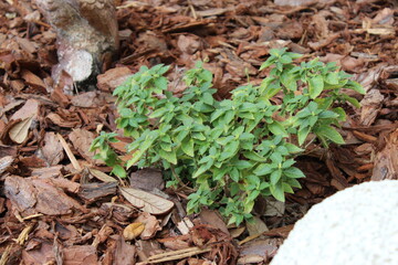 Plant in mulch