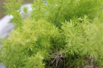 Fern