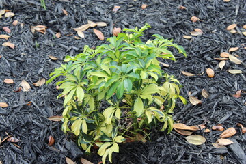 green and yellow plant