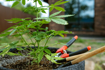 Fototapeta premium Hemp bush in a pot and gardening tools outdoor. Illegal marijuana cultivation at home.