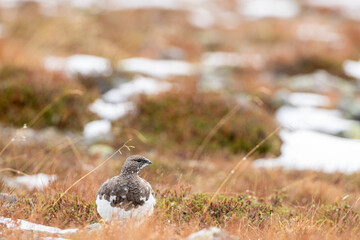Adorable arctic bird, Rock ptarmigan, Lagopus muta during the time of autumn foliage and first snow in Northern Finland, Europe	 - 755216424