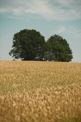 Wheat Field with Tree on Horizon