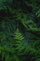 Lost in Green Ferns