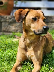 Hound Dog Profile