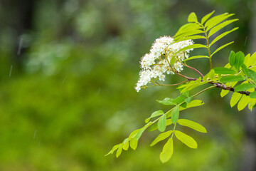 Rowan tree, Sorbus aucuparia blooming in Finnish nature during the beginning of summer in June - 755217825