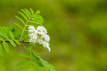 Rowan tree, Sorbus aucuparia blooming in Finnish nature during the beginning of summer in June