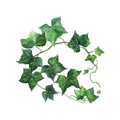 watercolor ivy leaves isolated white background illustration. greenery 