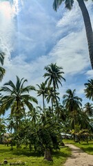 palm trees on the beach