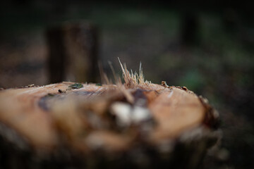 Spikes of the wood fibers from freshly cut tree in the forest