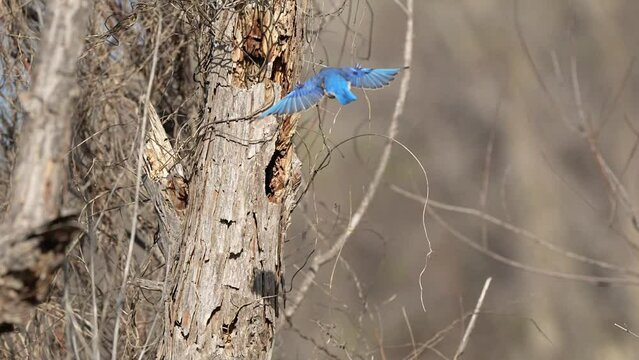 Blue Eastern Bluebird fly into nest