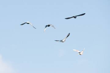 birds in flight