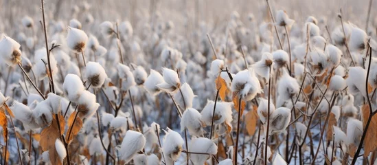 Schilderijen op glas A picturesque natural landscape of a field of cotton plants covered in a blanket of snow, creating a stunning winter art display with wildlife roaming the snowy terrain © 2rogan