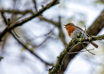 Robin Red Breast (Erithacus rubecula) - Europe, western Asia & North Africa