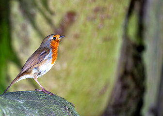 Robin Red Breast (Erithacus rubecula) - Europe, western Asia & North Africa