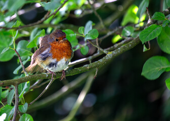 Robin Red Breast (Erithacus rubecula) - Europe, western Asia & North Africa
