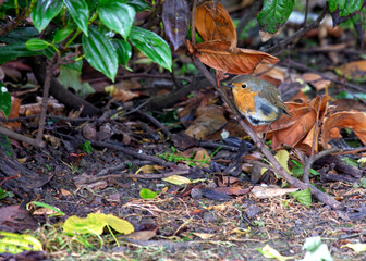 Robin Red Breast (Erithacus rubecula) - Europe, western Asia & North Africa