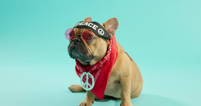 Bull dog, sunglasses and peace with bandana in studio, isolated on blue background with fashion. Animal, pet and cool puppy clothes with accessory for care, adoption and support for protection.