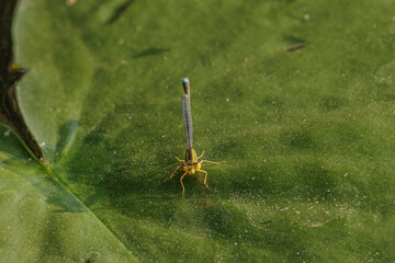 Vesper Bluet, Enallagma vesperum, male, on lily pads