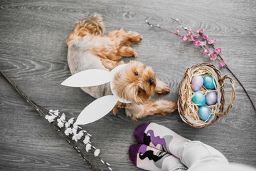 Happy cute small dog Yorkshire terrier with wearing Easter bunny ears, celebrating Easter holiday. Near puppy basket with colorful Easter eggs. Springtime greeting card.