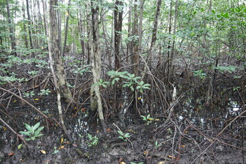 Mangroven an der Küste in der Karibik in Panama Bocas del Toro