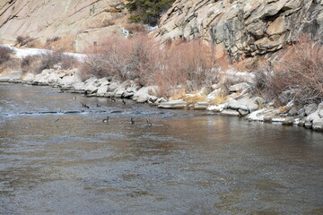 Canadian Geese on a River in Colorado Winter