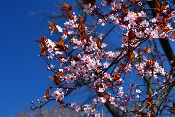 In Paris, France. Flowers of the purple-leaf plum blooming in Parc du Champ de Mars. March 6, 2021.