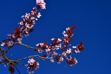 In Paris, France. Flowers of the purple-leaf plum blooming in Parc du Champ de Mars. March 6, 2021.