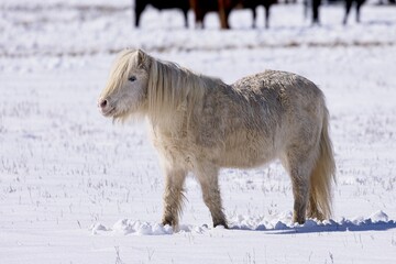 Small white horse walking in snow.