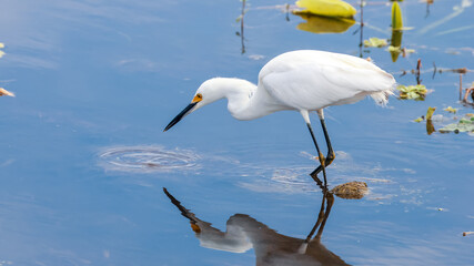 The snowy egret is a small white heron with yellow feet.