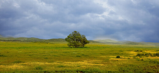 Fototapeta premium Single tree in the middle of wildflower meadow under cloudy sky near Diamond valley lake, California.