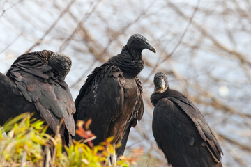 Close up view of three black vultures on the tree.