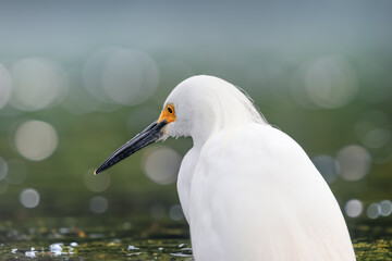 Close up view of the snowy egret is a small white heron with yellow feet.