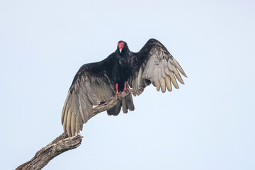 Close up view of Turkey Vulture on the tree branch.