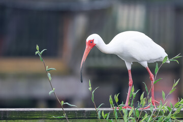 Close up view off American white Ibis bird on a board walk.